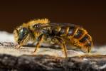  Osmia rufohirta Latreille, 1811