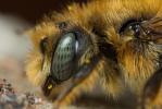  Osmia rufohirta Latreille, 1811