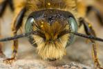  Osmia rufohirta Latreille, 1811