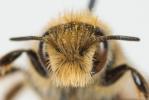  Osmia rufohirta Latreille, 1811