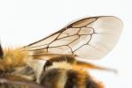  Osmia rufohirta Latreille, 1811