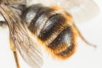  Osmia rufohirta Latreille, 1811