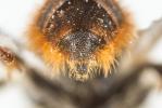  Osmia rufohirta Latreille, 1811