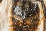  Osmia rufohirta Latreille, 1811
