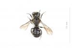  Osmia scutellaris Morawitz, 1868