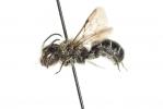  Osmia scutellaris Morawitz, 1868