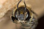  Osmia scutellaris Morawitz, 1868