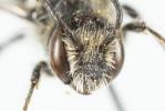  Osmia scutellaris Morawitz, 1868
