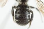  Osmia scutellaris Morawitz, 1868
