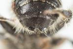  Osmia scutellaris Morawitz, 1868