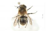  Osmia signata Erichson, 1835