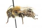  Osmia signata Erichson, 1835