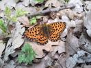 Grand collier argenté (Le), Nacré sagitté (Le) Boloria euphrosyne (Linnaeus, 1758)