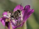  Megachile pilidens Alfken, 1924