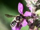  Megachile Latreille, 1802