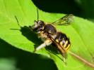 Abeille cotonnière, Anthidie cotonnière Anthidium manicatum (Linnaeus, 1758)