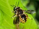 Abeille cotonnière, Anthidie cotonnière Anthidium manicatum (Linnaeus, 1758)