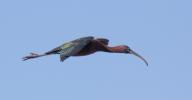 Ibis falcinelle Plegadis falcinellus (Linnaeus, 1766)