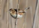 Cisticole des joncs Cisticola juncidis (Rafinesque, 1810)