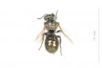  Osmia viridana Morawitz, 1874