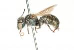  Osmia viridana Morawitz, 1874