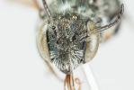  Osmia viridana Morawitz, 1874