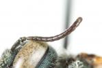  Osmia viridana Morawitz, 1874