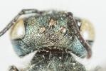  Osmia viridana Morawitz, 1874