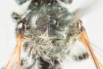  Osmia viridana Morawitz, 1874