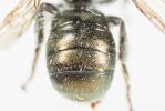  Osmia viridana Morawitz, 1874
