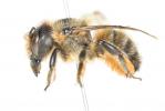  Osmia emarginata Lepeletier, 1841