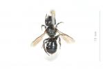  Osmia gallarum Spinola, 1808