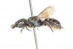  Osmia gallarum Spinola, 1808