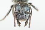  Osmia gallarum Spinola, 1808