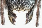  Osmia gallarum Spinola, 1808