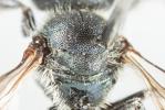  Osmia gallarum Spinola, 1808