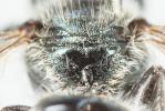  Osmia gallarum Spinola, 1808