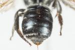  Osmia gallarum Spinola, 1808