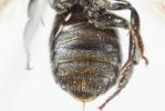 Osmia gallarum Spinola, 1808