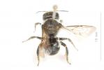  Osmia labialis Pérez, 1879