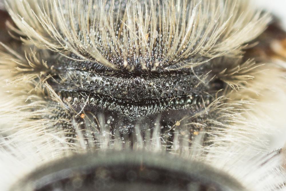  Osmia melanogaster Spinola, 1808