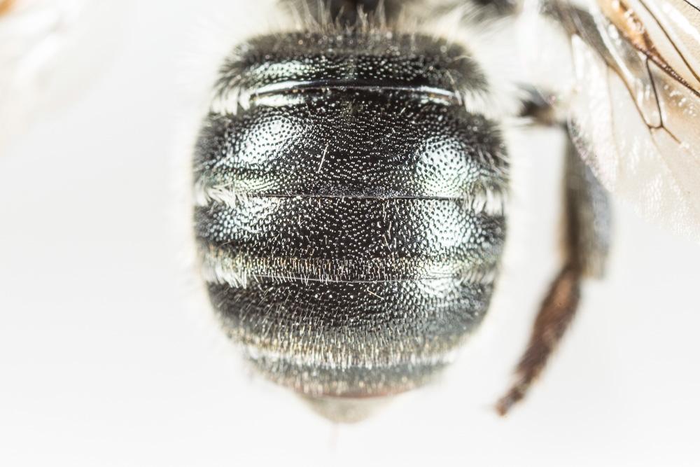  Osmia melanogaster Spinola, 1808