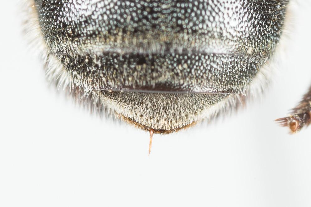  Osmia melanogaster Spinola, 1808