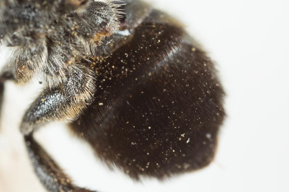  Osmia melanogaster Spinola, 1808