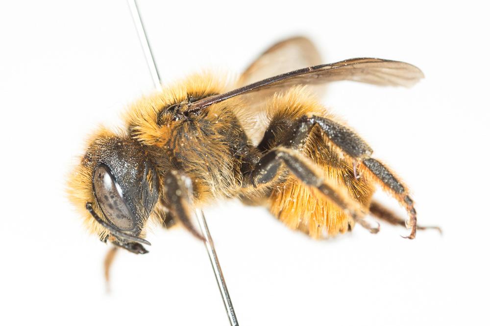 Osmia nasoproducta Ferton, 1909