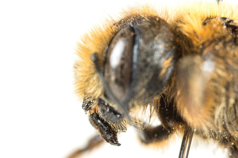 Osmia nasoproducta Ferton, 1909