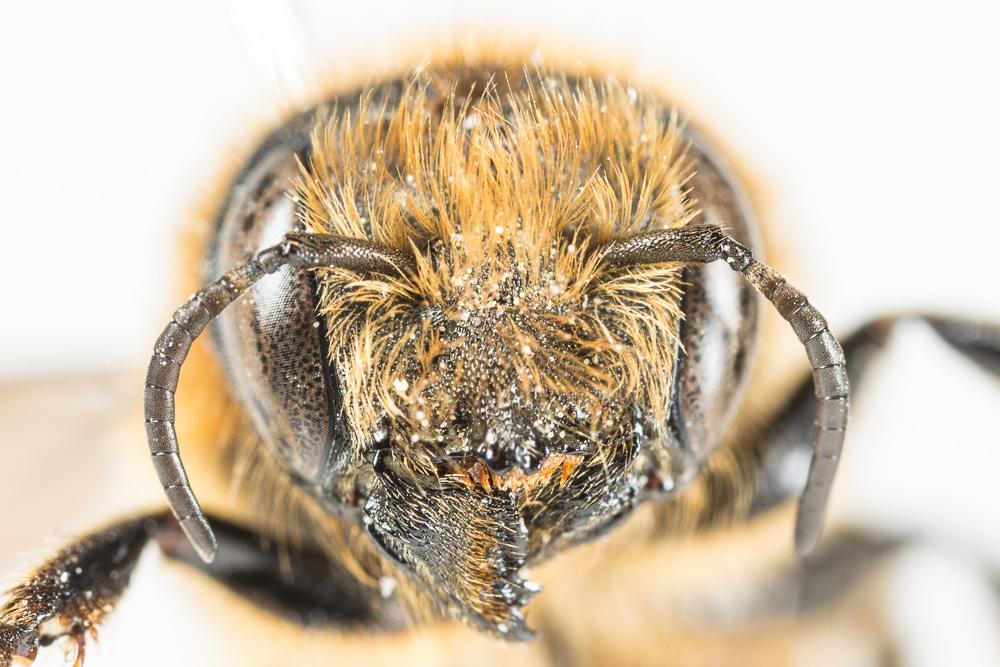  Osmia nasoproducta Ferton, 1909