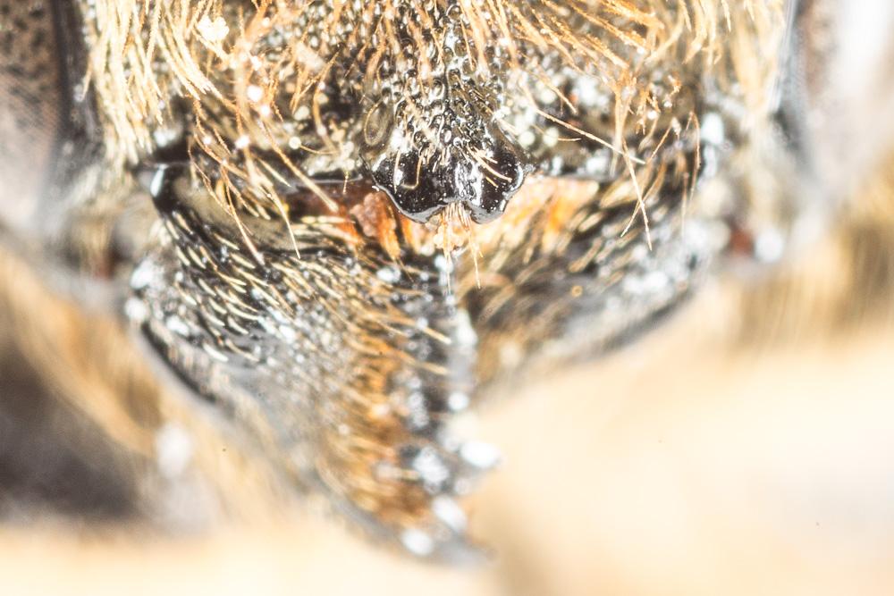  Osmia nasoproducta Ferton, 1909