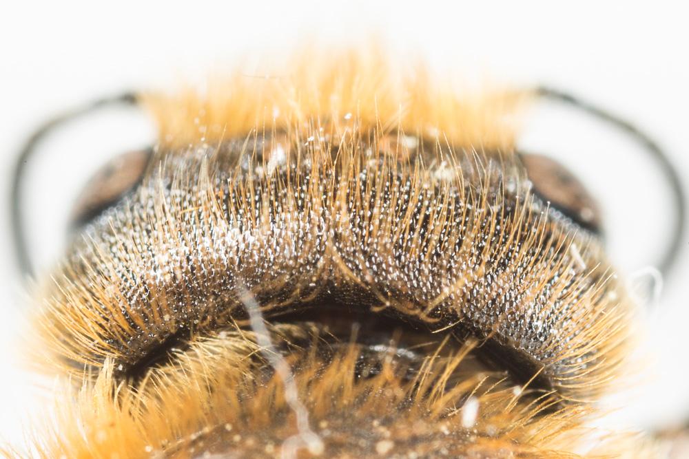 Osmia nasoproducta Ferton, 1909