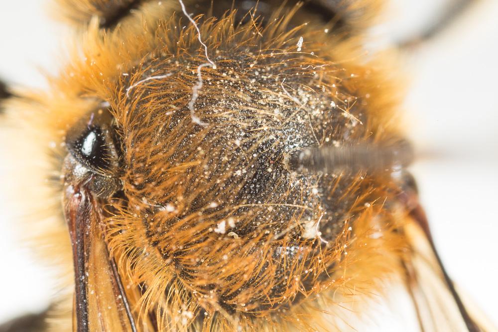  Osmia nasoproducta Ferton, 1909